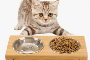 Šta će trebati kupiti ako se odlučite napraviti mačku